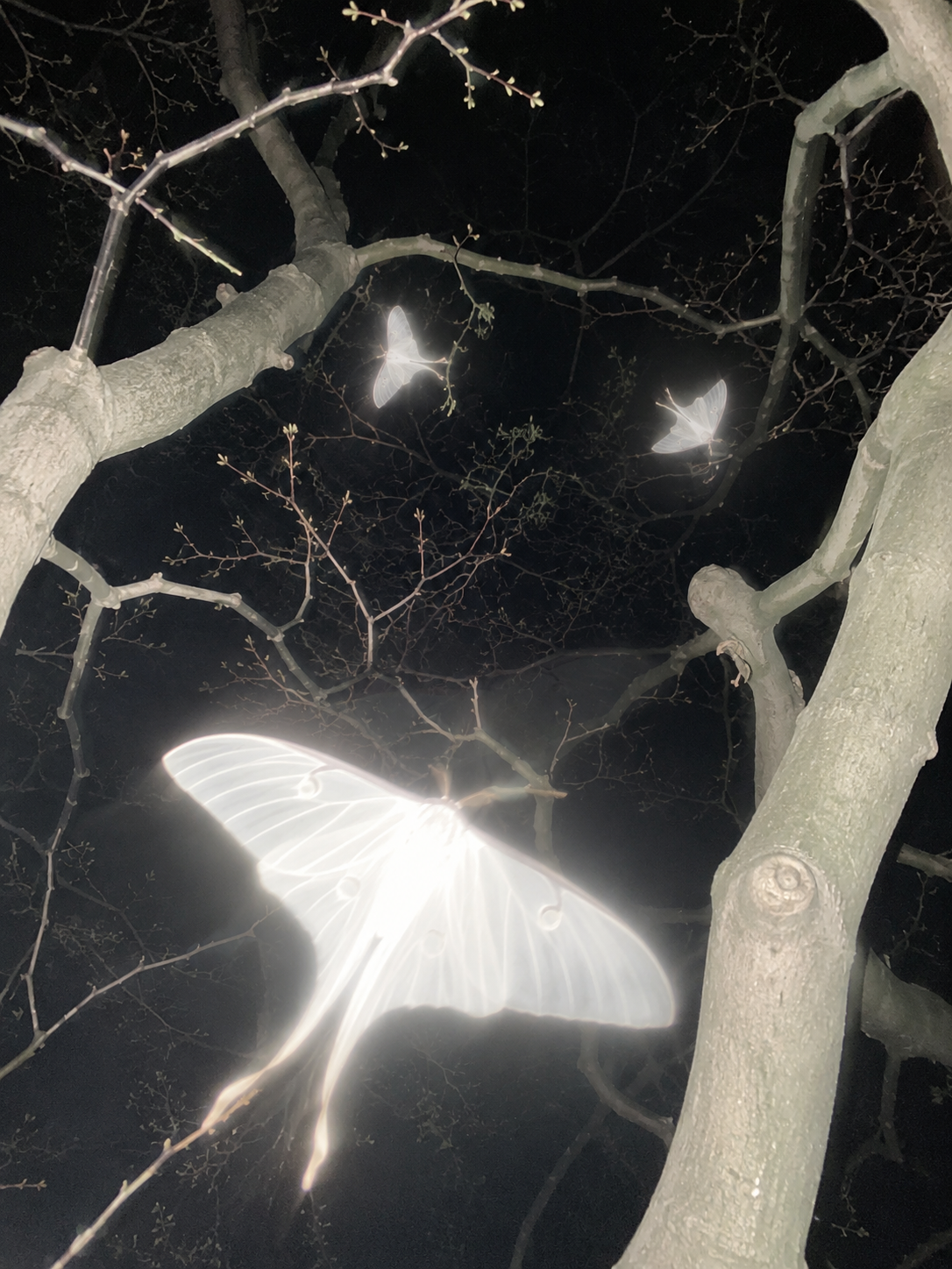 Moonlit Forest