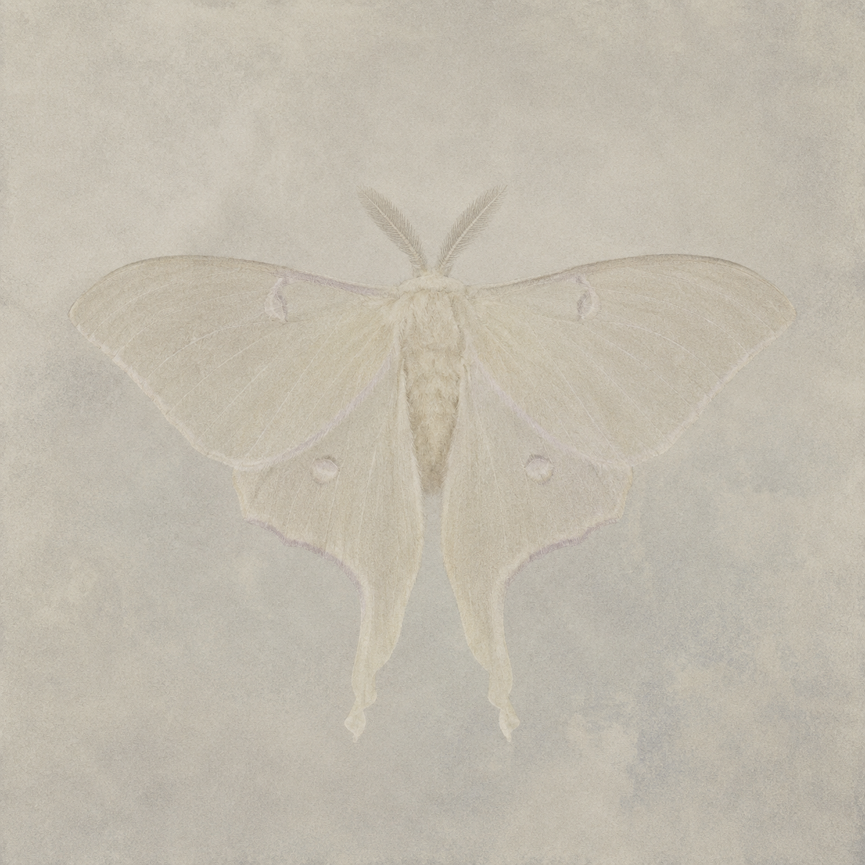 ACTIAS silver ring